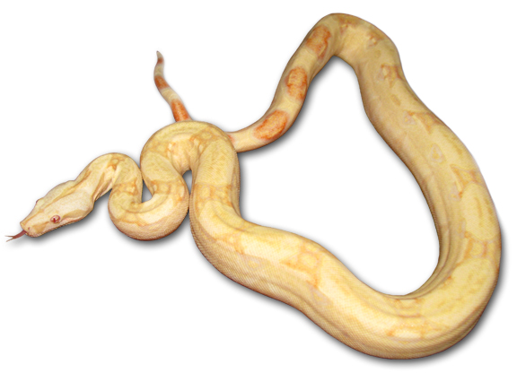 Kahl Albino Boa
