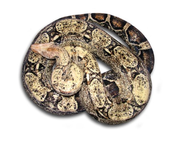 Paradox Albino Boa