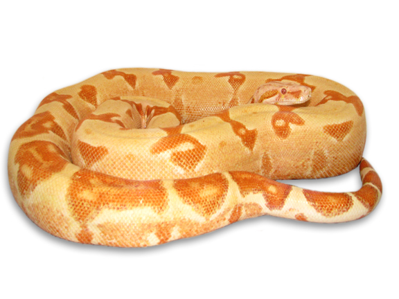 Sunglow Boa